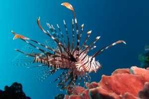 Apartmenten te huur Bonaire -Lion fish eten