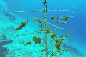 Apartments for rent Bonaire -coral restoration photo