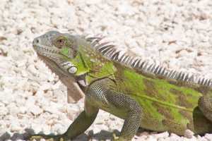 Apartmenten te huur Bonaire - iguana